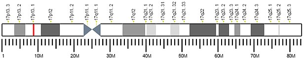 A figure depicting the location (17p13.1) of the Homo sapiens MFSD6L gene on chromosome 17. Human chromosome 17, MFSD6L on 17p13.1 ideogram.jpg