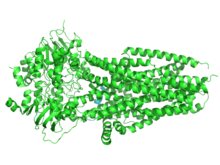 Human cystic fibrosis transmembrane conductance regulator (CFTR) Human cystic fibrosis transmembrane conductance regulator (CFTR).png