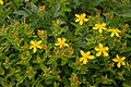 シナノオトギリ Hypericum kamtschaticum v. senanense