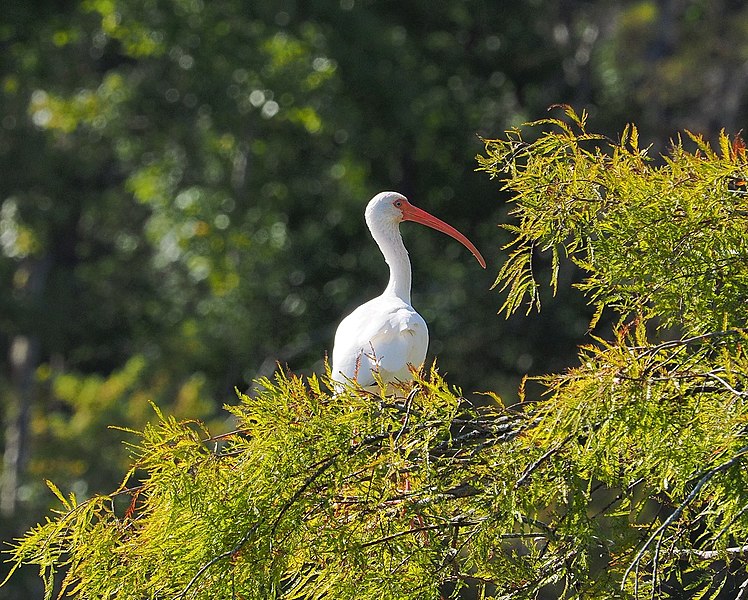 File:Ibis in tree.jpg