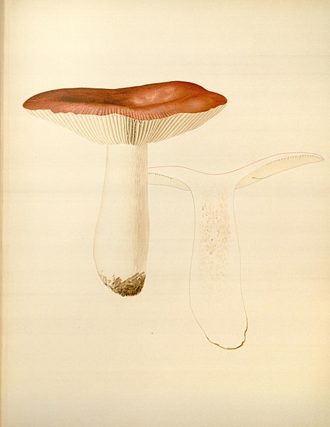 File:Icones Farlowianae (Pl. 38) (8488377109).jpg