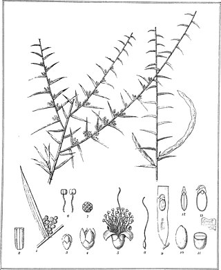 <i>Acacia rhigiophylla</i> Species of plant