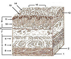 Layers of stomach wall