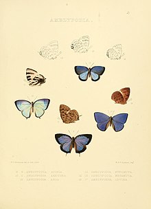 تصاویر Lepidoptera روزانه 2.jpg