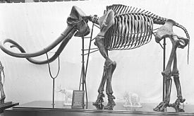 Скелет императорского мамонта
