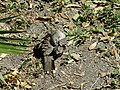 Inca dove grooming its feather.