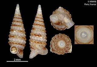 <i>Iniforis</i> Genus of gastropods