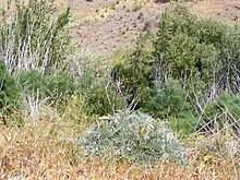 Common invasive species in the Adelaide Hills: olive, artichoke thistle, fennel and bamboo Invasive weeds in the adelaide hills.jpg