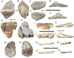 Holotype elements laid out individually Invictarx zephyri holotype PeerJ e5435 fig 4.png