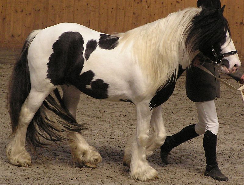 Irish Tinker horse.JPG