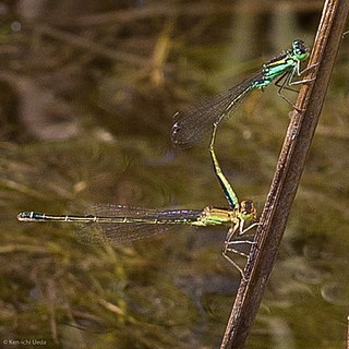 <i>Ischnura denticollis</i> Species of damselfly