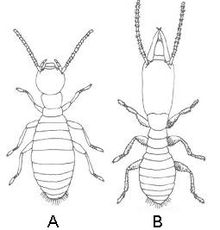 Isoptera Reticulitermes.JPG