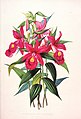 Sobralia macrantha Ilustración de: James Bateman: "The Orchidaceae of Mexico and Guatemala", (1837-1843)