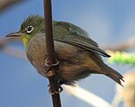 Japanese White Eye 001.jpg