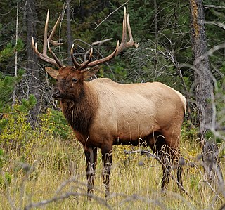 Elk Large antlered species of deer from North America and East Asia