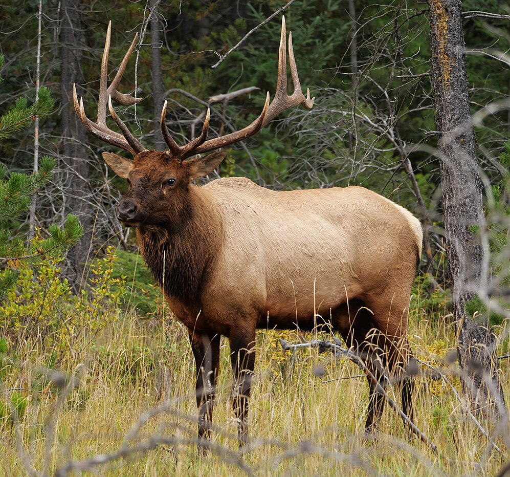 Elk-avatar