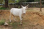 Thumbnail for Javari cattle