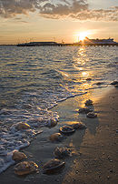 Jellyfish washed up on Port Melbourne beach at sunset