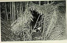 A Senoi ground house, 1905. Jungle trails and jungle people - travel, adventure and abservation in the Far East (1905) (14593516157).jpg