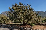 Vignette pour Juniperus cedrus