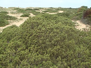 Juniperus phoenicea subsp. turbinata, Cádiz, Spain