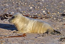 Seal pup a few days after birth Juvenile Grey Seal.jpg