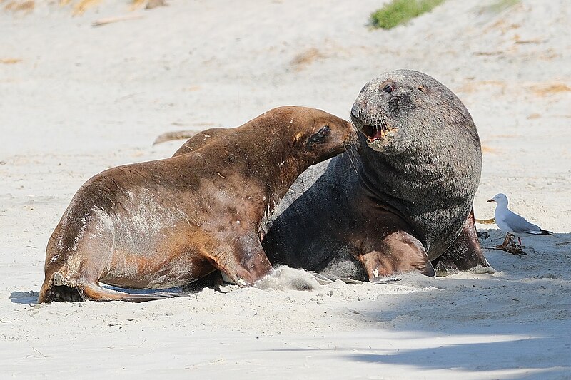 File:Juvenile and adult New Zealand Sea Lions interacting on the beach.jpg