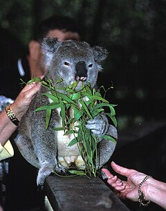 Koala Park Sanctuary - Wikipedia