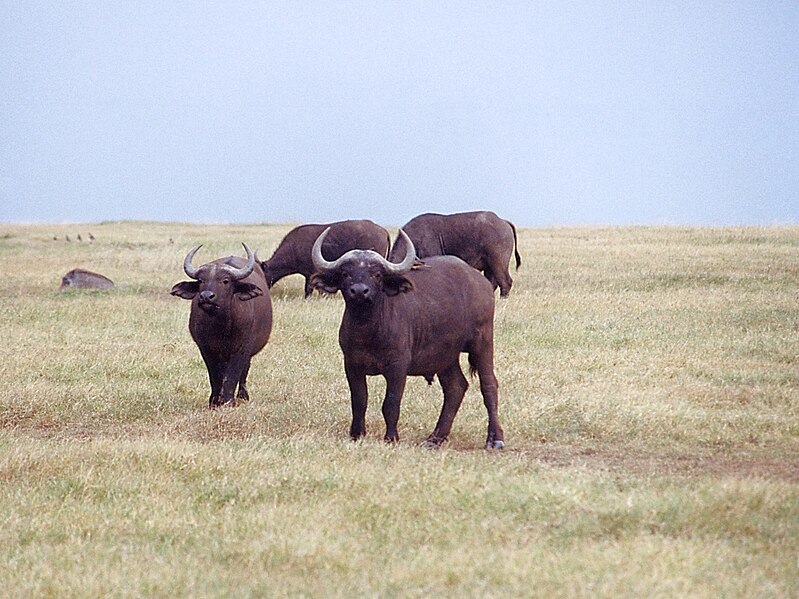 Ficheiro:Kaapse Buffel in Sweetwater Nat Park Kenya.jpg