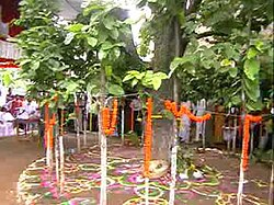 Karam puja in jharkhand.jpg