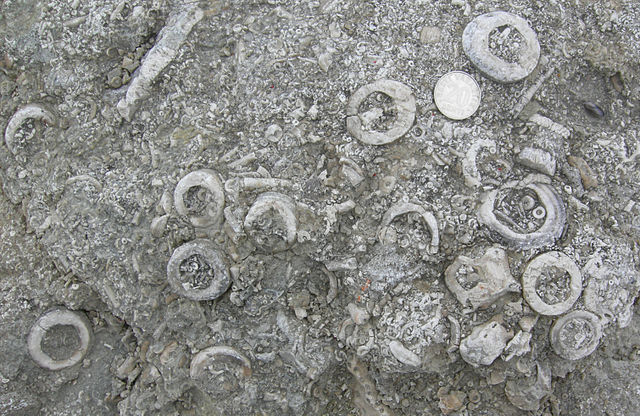 Crinoid fragments in a Silurian (Pridoli) limestone (Saaremaa, Estonia)