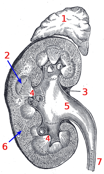 File:Kidney-numbered.png