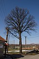 Čeština: Strom v centrální části Kobylníků, město Klobuky, okres Kladno English: A tree in the central part of Kobylníky, town of Klobuky, Kladno District