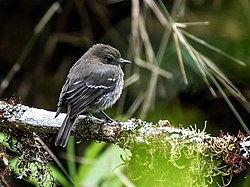 Knipolegus signatus - Jelski's Black-Tyrant - female (cropped).jpg