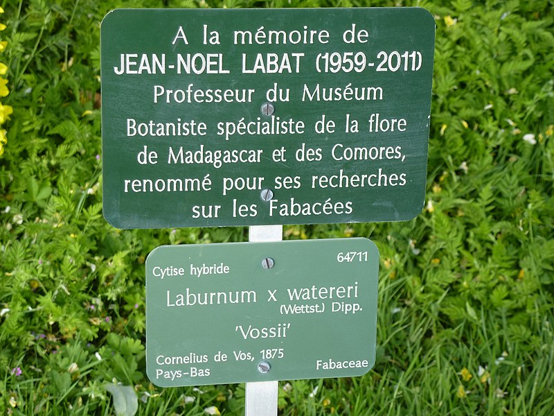 File:Laburnum x watereri in Jardin des Plantes de Paris 05.jpg