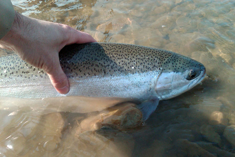 File:Lake Erie Steelhead.jpg