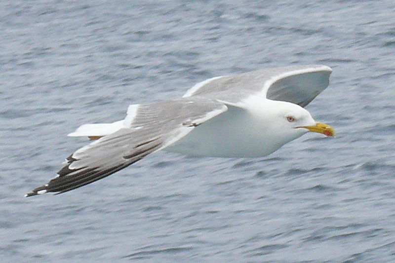 File:Larus michahellis flying.JPG