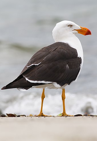 The Pacific gull is a large white-headed gull with a particularly heavy bill.