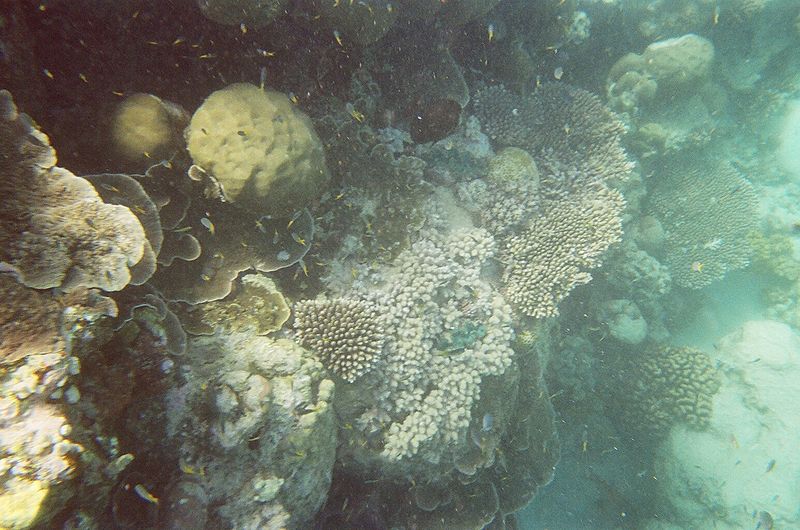 File:Lascar Diving at the The Great Barrier Reef (4559830591).jpg