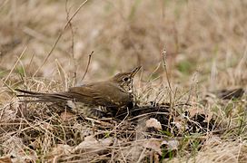 Song thrush