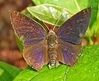 Barg ko'k (Amblypodia anita) W IMG 2693.jpg