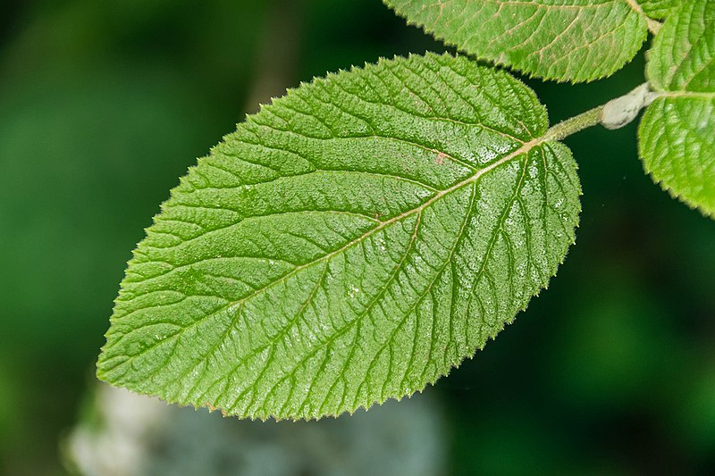 File:Leaf of Viburnum lantana 01.jpg