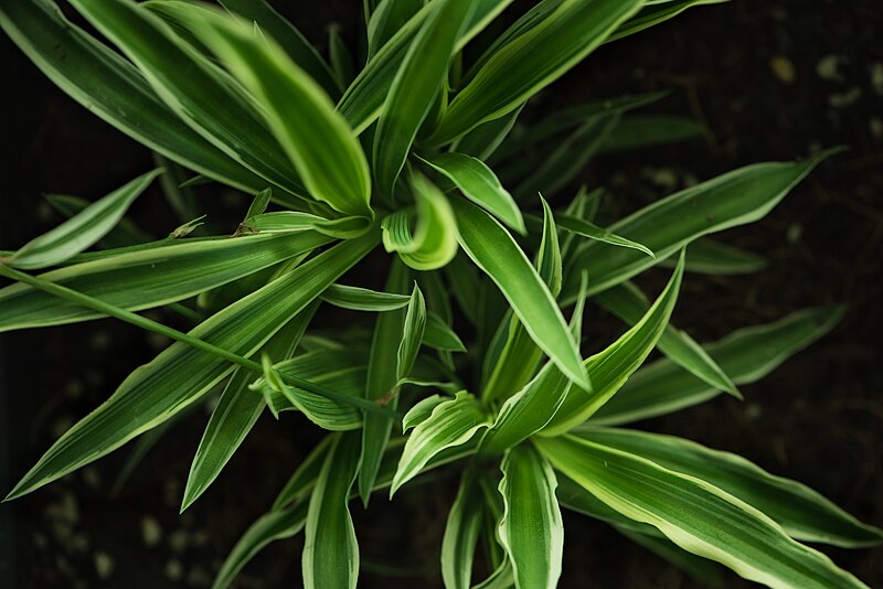 File:Leafy Greenery (Unsplash).jpg