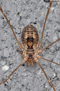 Harvestman (Opiliones)