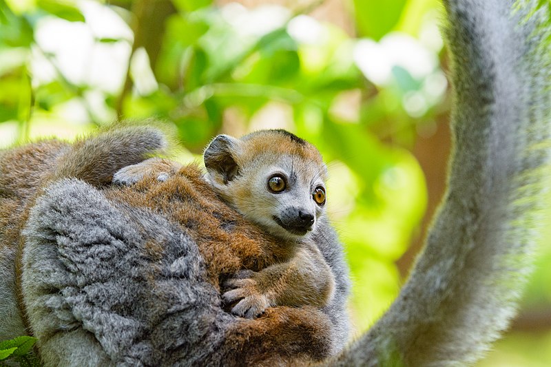 File:Lemur (41272975655).jpg