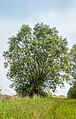 * Nomination Stream valley landscape of the Lende valley. Swamp vegetation and biotope. (Salix) --Agnes Monkelbaan 04:19, 16 July 2023 (UTC) * Promotion  Support Good quality.--Tournasol7 04:37, 16 July 2023 (UTC)