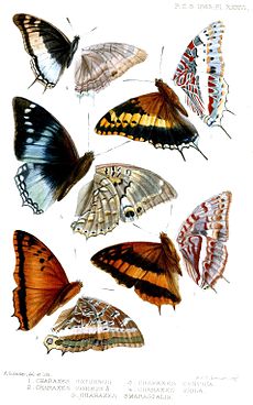 Figure 5 Lepidoptera1Butler.jpg