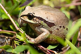 <i>Leptopelis diffidens</i> Species of frog