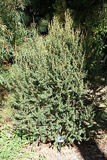 <i>Leptospermum grandiflorum</i> Species of plant