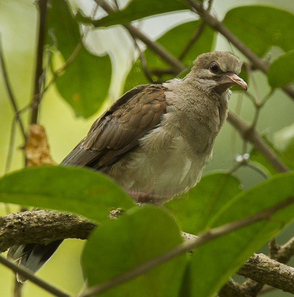 File:Leptotila pallida (cropped).jpg